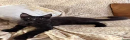 Maine Coon gatti in vendita: Cucciolo Maine coon maschio  - Annuncio 9