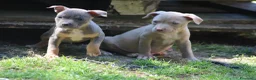 Pitbull cani in vendita: Pit Bull con pedigree anche a rate  - Annuncio 28