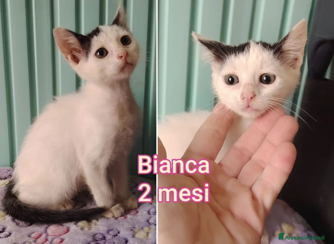 Altre razze gatti in regalo: GATTINI BISOGNOSI IN ADOZIONE  a Città Metropolitana di Bologna - Annuncio 1