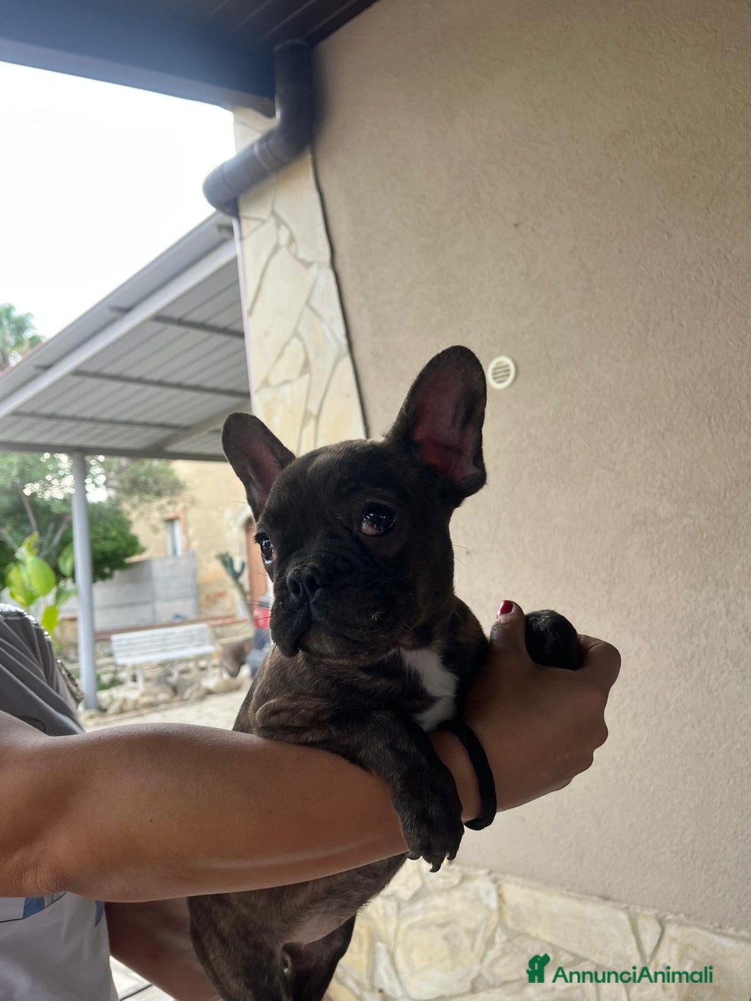 Bulldog Francese cani in vendita: Cuccioli cercano famiglie da amare  - Annuncio 3