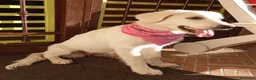 Pastore Abbruzzese Maremmano cani in regalo: Cucciola di mix maremmano in adozione a Città Metropolitana di Napoli - Annuncio 5