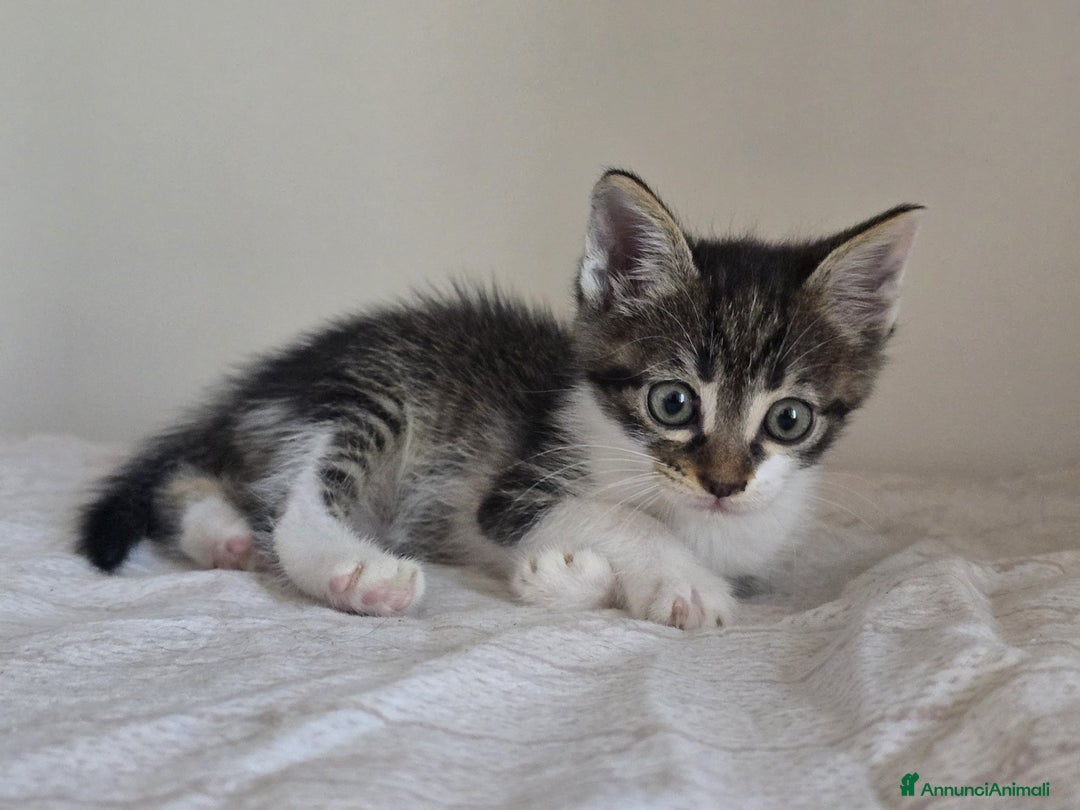 Altre razze gatti in regalo: URGENTE GATTINI CERCANO CASA a Provincia di Benevento - Immagine 2