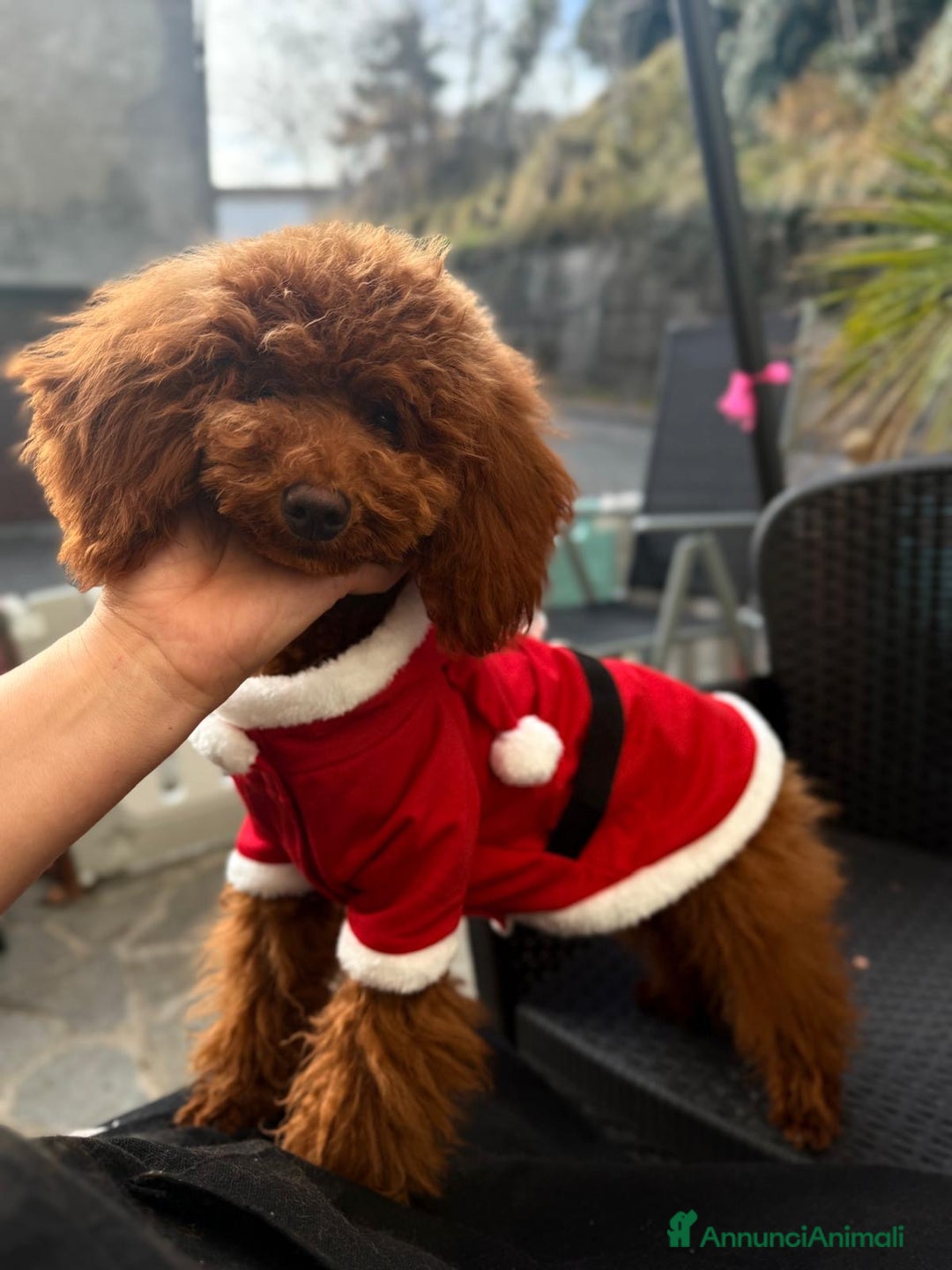 Barboncino Toy cani in vendita: Barboncino nano  - Annuncio 1