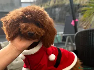 Barboncino Toy cani Barboncino nano - Annuncio 13