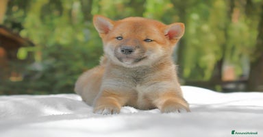 Shiba Inu cani a Provincia di Pavia - Annuncio 12