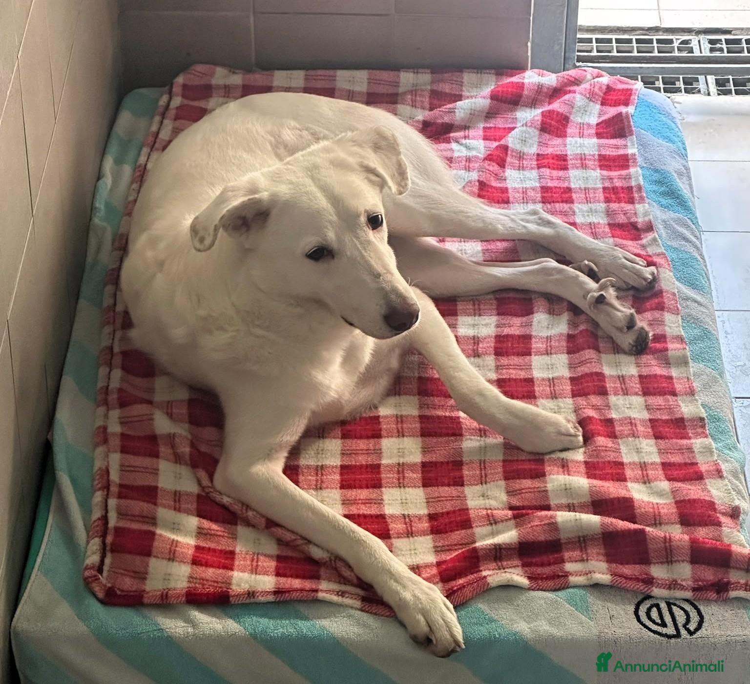 Meticcio cani SONO GENNA CERCO AMORE - Annuncio 5