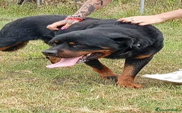 Rottweiler cani in regalo: Ares: 5 anni, Rottweiler equilibrato, socievole  a Città Metropolitana di Genova - Immagine 16
