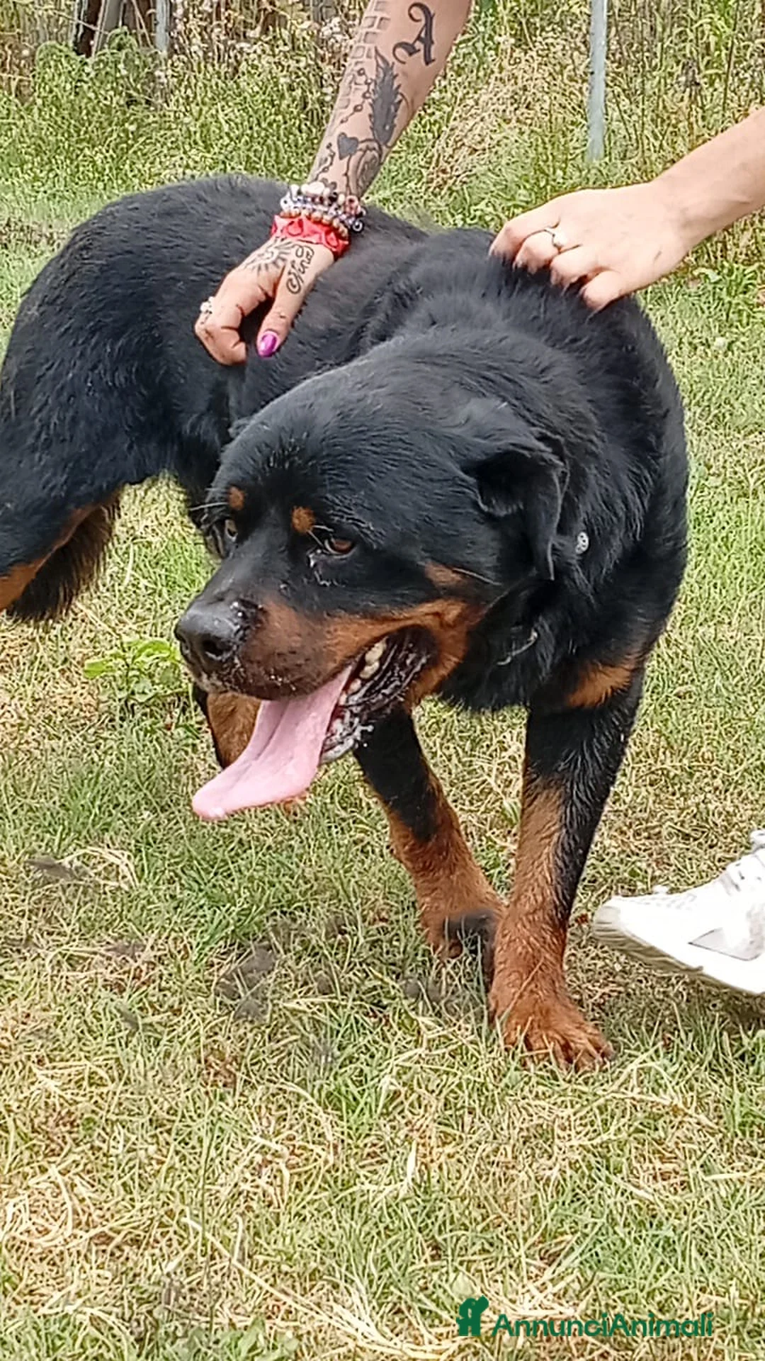 Rottweiler cani in regalo: Ares: 7 anni, Rottweiler equilibrato, socievole  a Città Metropolitana di Genova - Annuncio 19