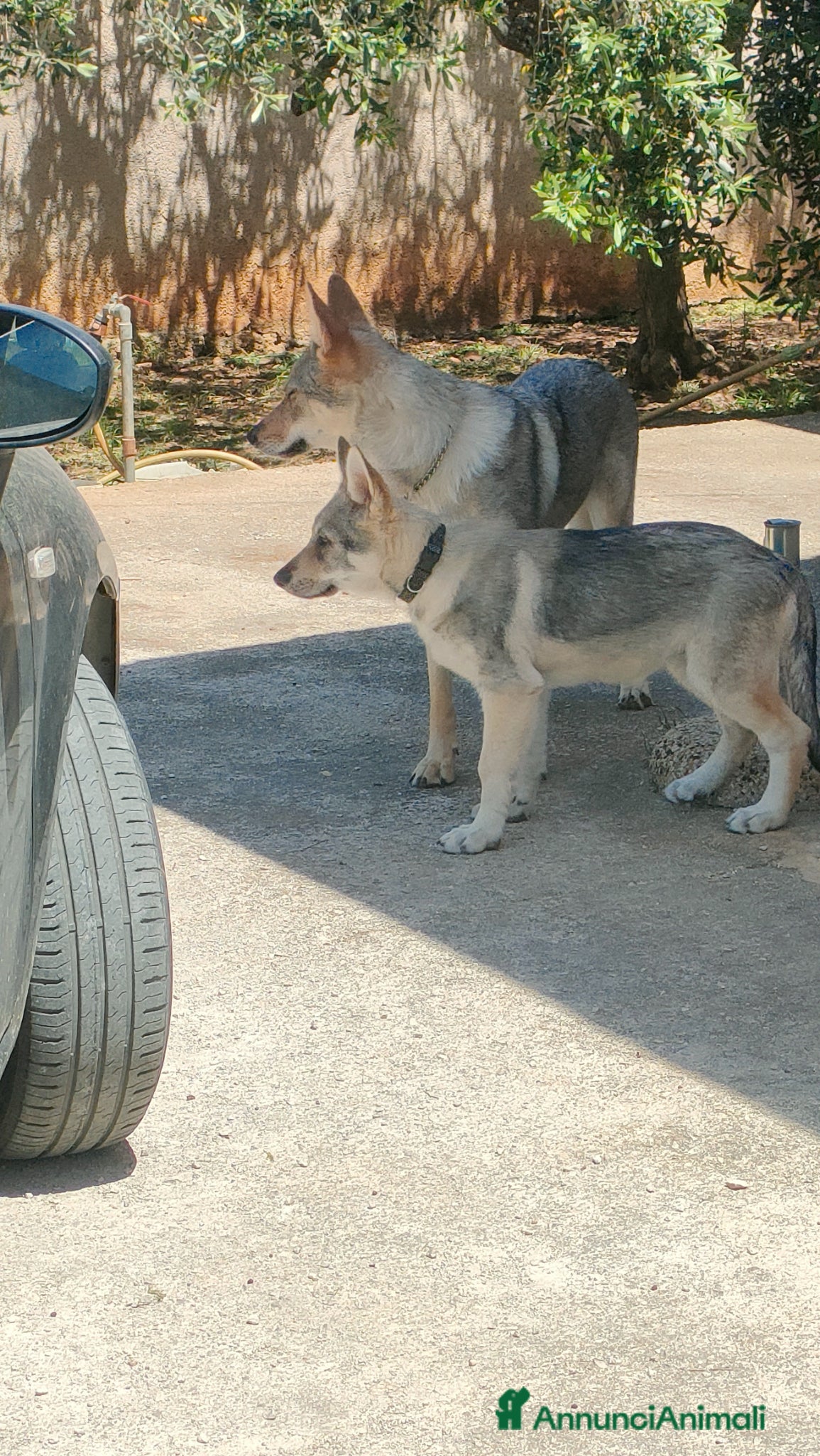 Lupo Cecoslovacco cani in vendita: Cucciola lupo cecoslovacco  - Annuncio 3