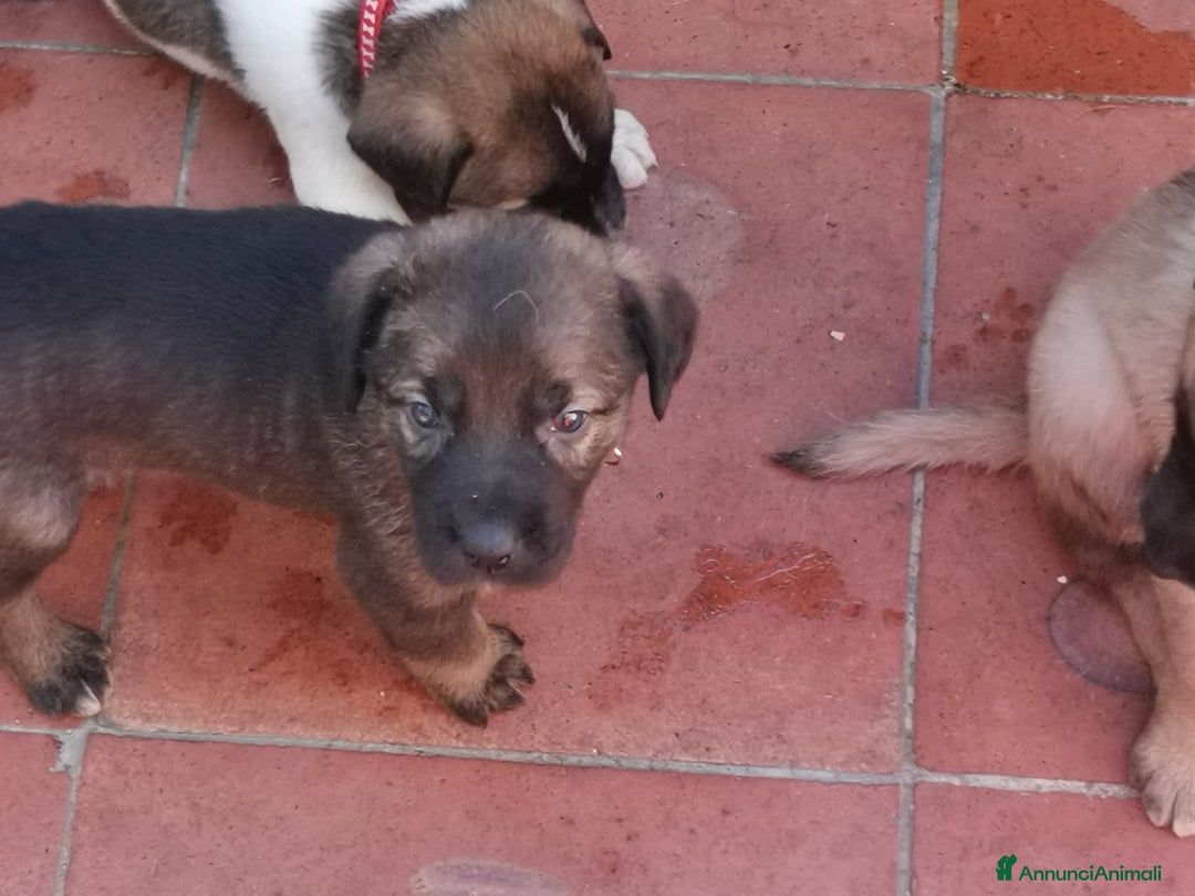 Pastore Tedesco cani in regalo: Regali cuccioli Ragalna (Ct)  - Immagine 5