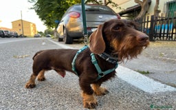 Bassotto cani per accoppiamento: Cercasi monta per il mio bassotto maschio a Provincia di Livorno - Immagine 2