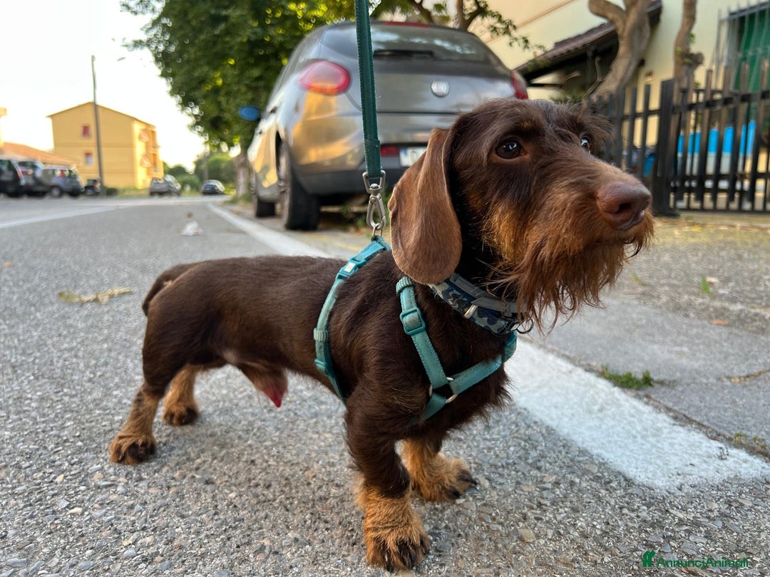 Bassotto cani per accoppiamento: Cercasi monta per il mio bassotto maschio a Provincia di Livorno - Immagine 2