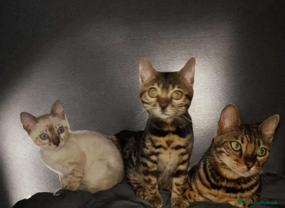 Bengala gatti in vendita: Bellissimi gattini del Bengala  - Annuncio 8