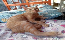 Altre razze gatti in regalo: Gatta arancione  - Immagine 5