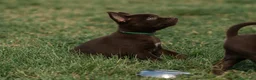 Australian Kelpie cani in vendita: Cuccioli Australian Kelpie  a Provincia di Siena - Annuncio 12