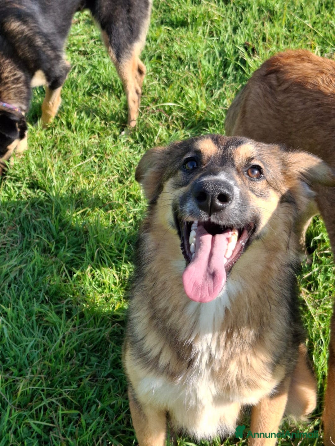 Meticcio cani in regalo: BRENDA 🩷-cucciola.La adotti?Non lasciarla nel box - Annuncio 17