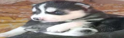 Husky cani in vendita: Siberian Husky - Annuncio 4