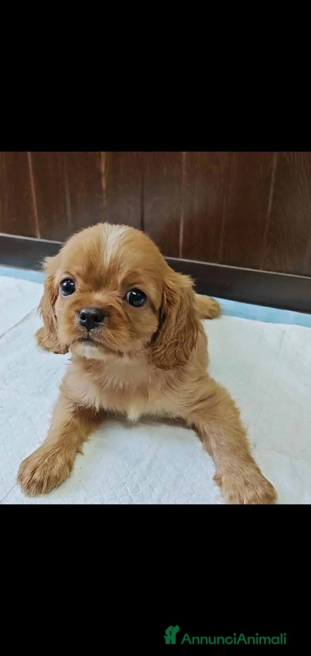 Cavalier King cani in vendita: Cavalier king ruby  a Provincia di Salerno - Annuncio 2
