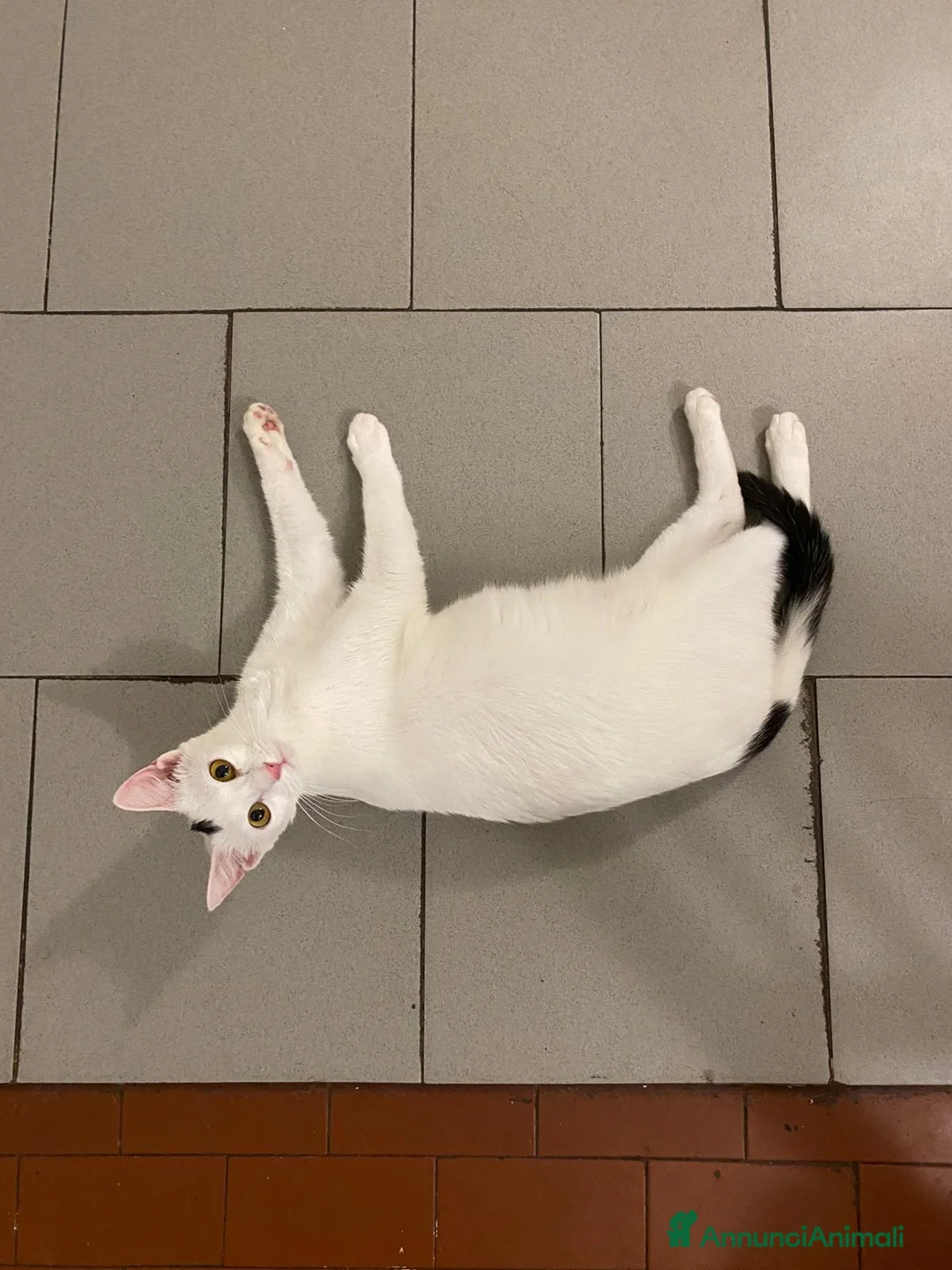 Europeo gatti in regalo: Fratellini stupendi  - Annuncio 2