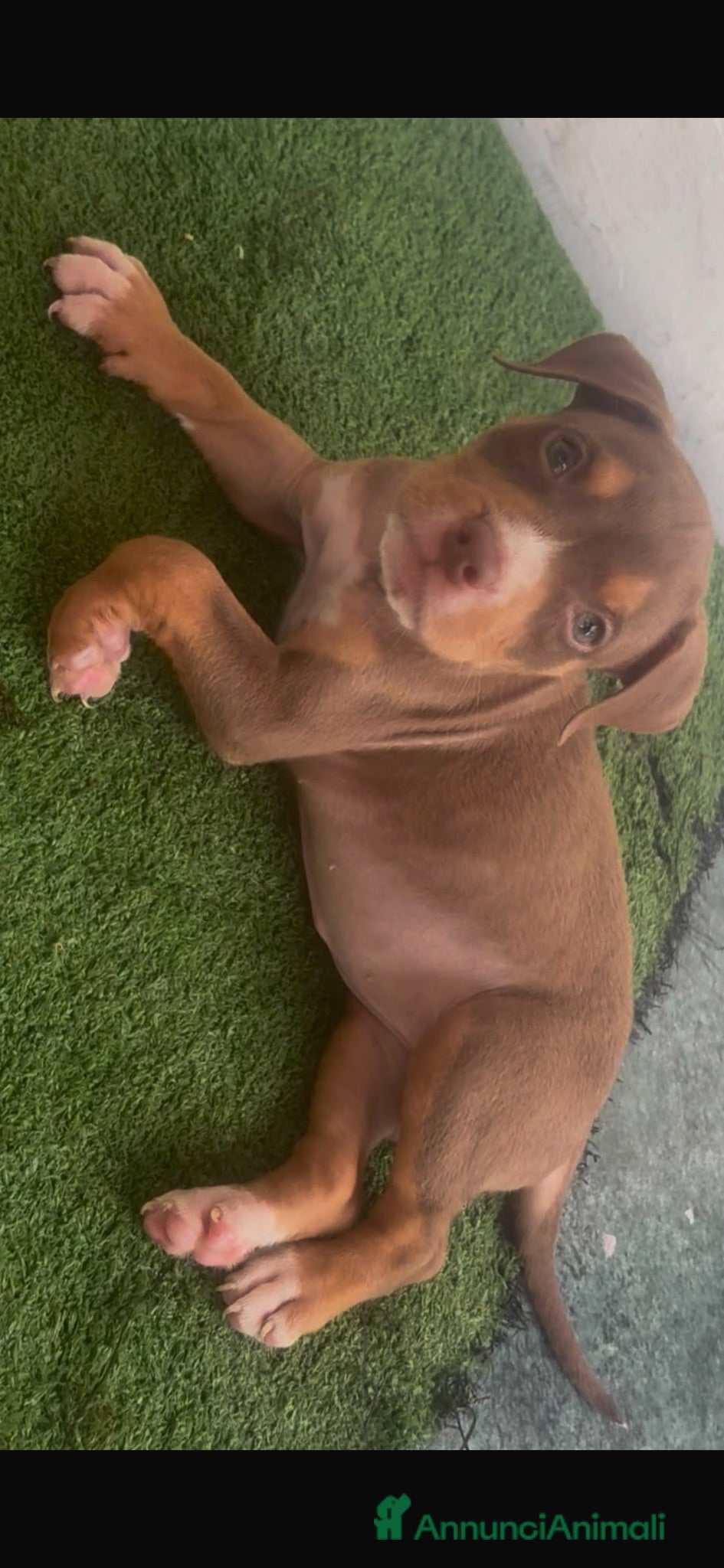 Pitbull cani Pitbull - Annuncio 3
