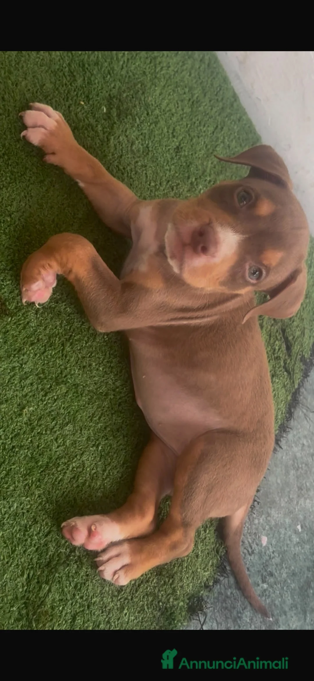 Pitbull cani in vendita: Pitbull - Annuncio 1
