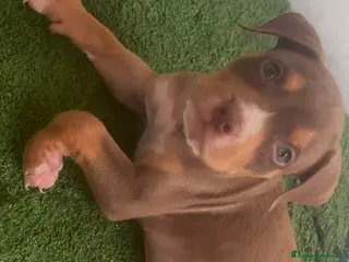 Pitbull cani Pitbull - Annuncio 3