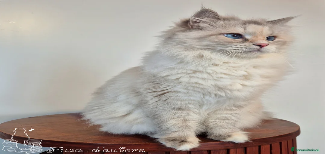 Immagine della galleria {{count}}