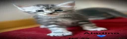 Maine Coon gatti in vendita: Giganti Buoni: Cuccioli Maine Coon  - Annuncio 5