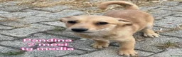 Meticcio cani in regalo: TROPPI CUCCIOLI SOLI IN RIFUGIO  a Provincia di Verona - Annuncio 6