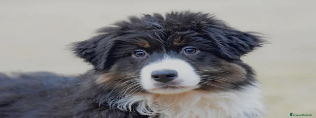LOKI