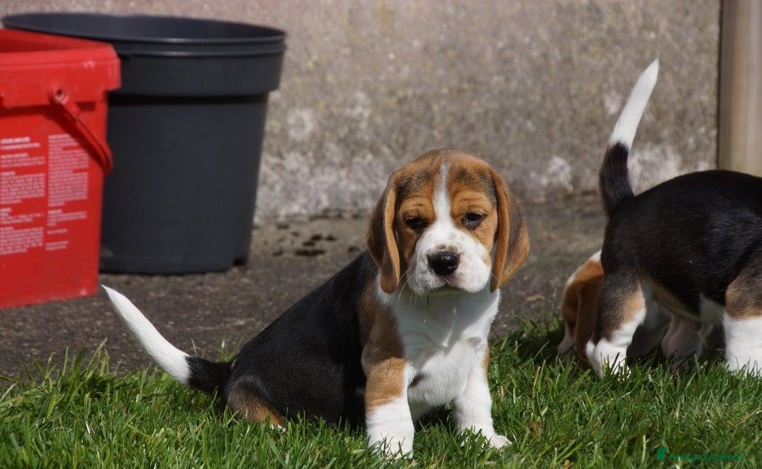 Beagle cani in vendita: Cuccioli di Beagle robusti e magnifici, KC Reg a Città metropolitana di Milano - Immagine 11