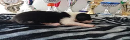 Australian Shepherd cani in vendita: DISPONIBILI SPLENDIDI CUCCIOLI MASCHI - Annuncio 9