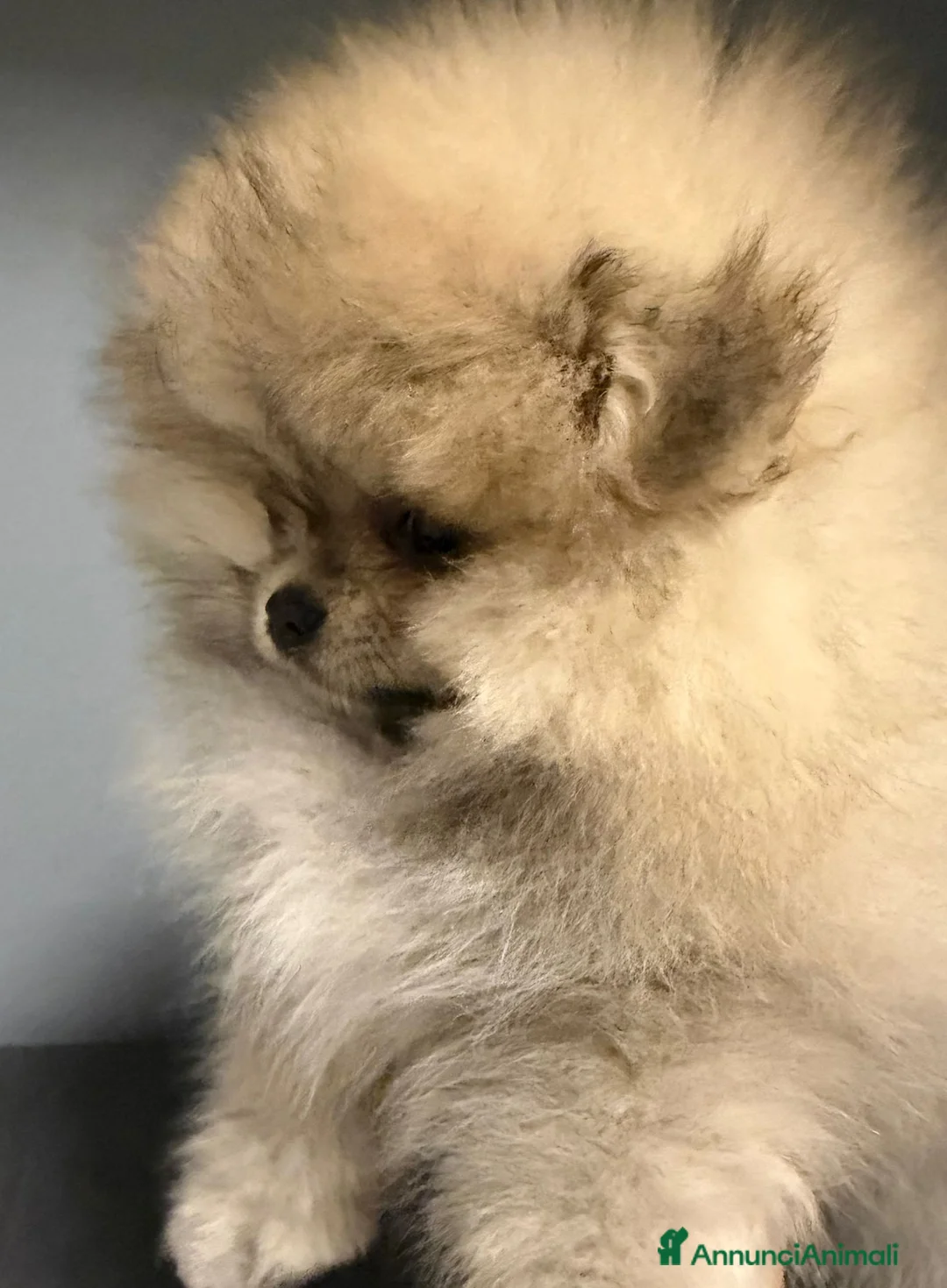Volpino Pomerania cani in vendita: Spitz di pomerania tedesco nano  a Provincia di Oristano - Annuncio 14