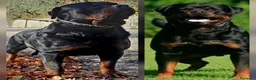 Rottweiler cani in vendita: Cuccioli rottweiler  - Annuncio 29