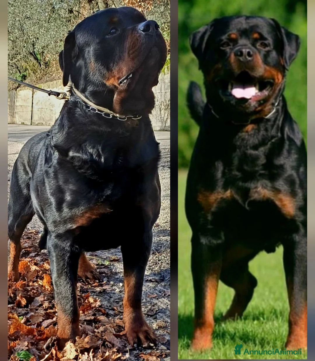 Rottweiler cani in vendita: Cuccioli rottweiler  - Annuncio 29