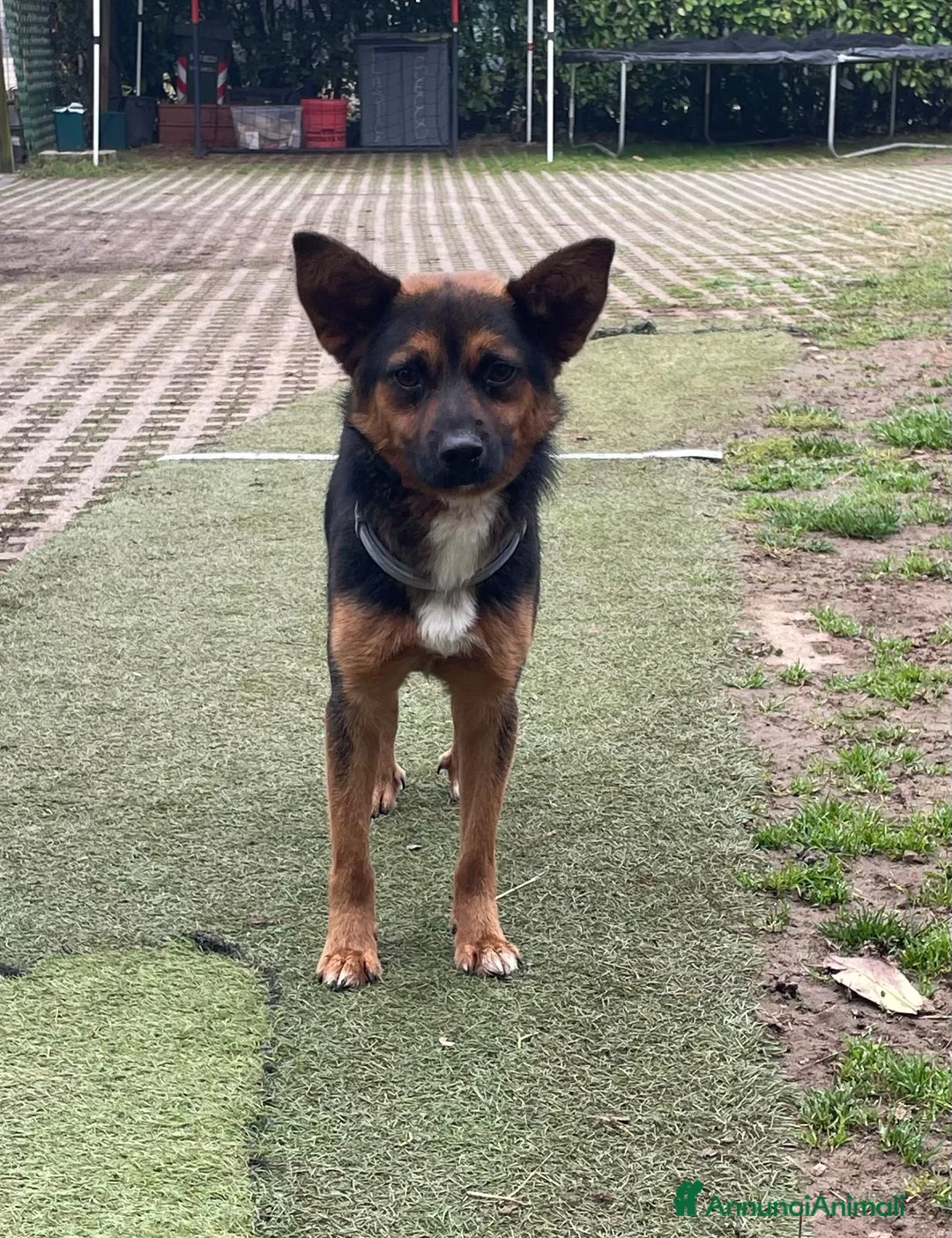 Meticcio cani in regalo: Lucio: taglia piccola, torna indietro. Urgente  - Annuncio 2