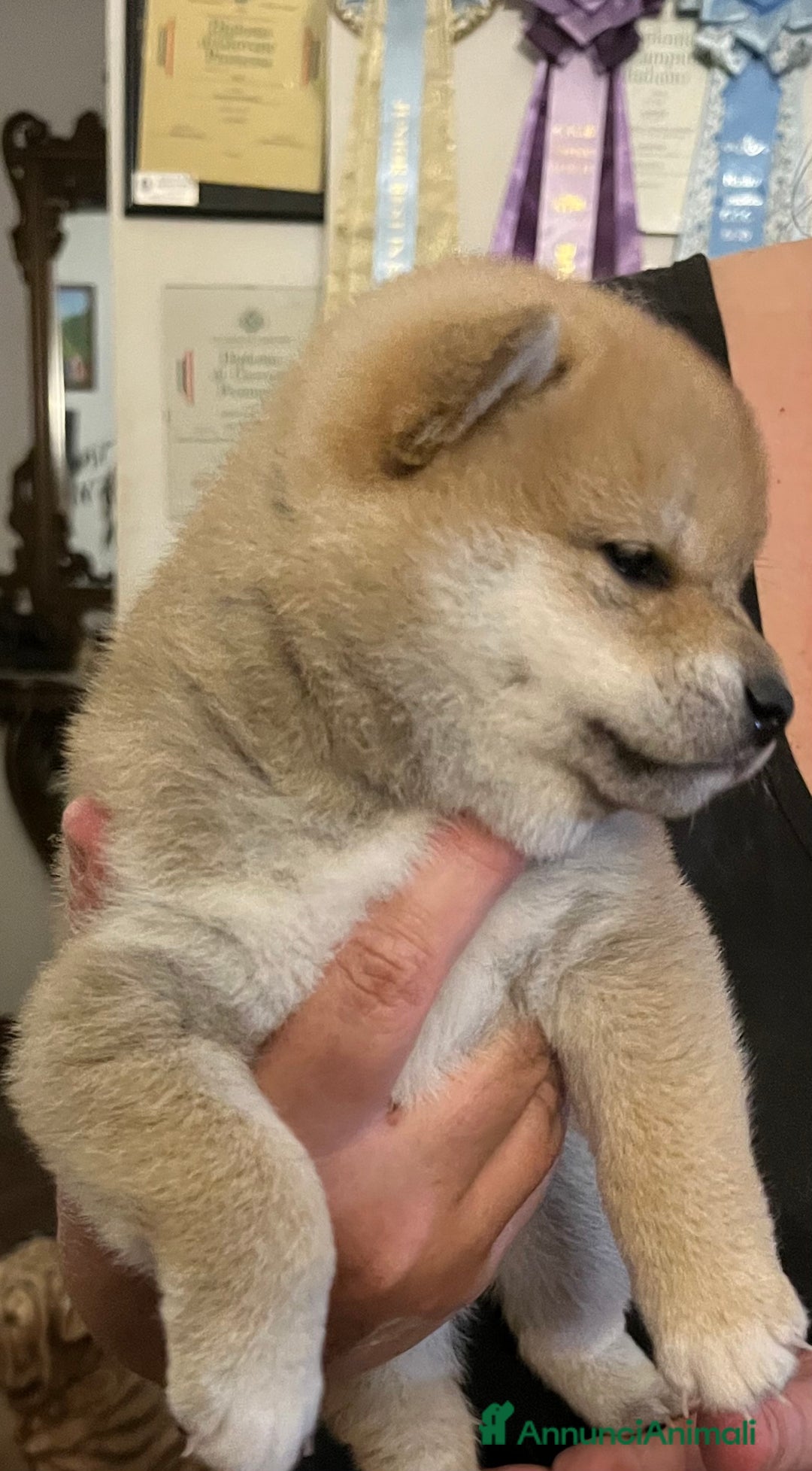 Shiba Inu cani in vendita: Shiba inu cuccioli  a Province of Pavia - Immagine 25