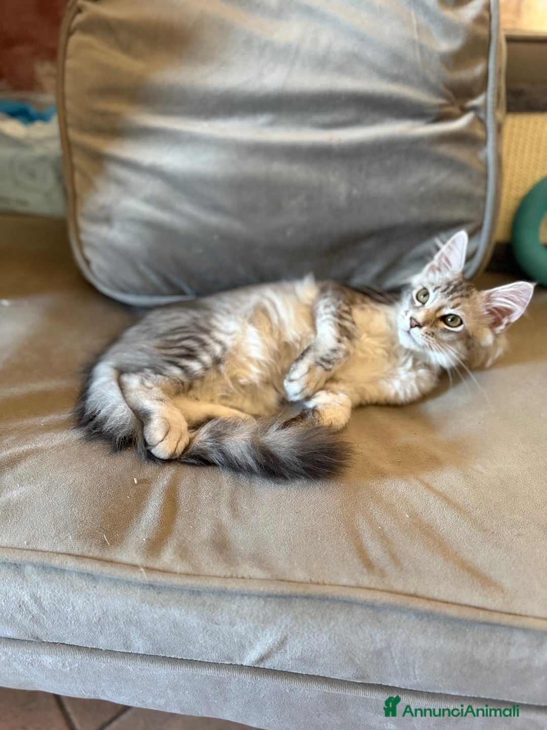 Maine Coon gatti in vendita: Dolcissima gattina Maine coon  a Città metropolitana di Roma Capitale - Immagine 8