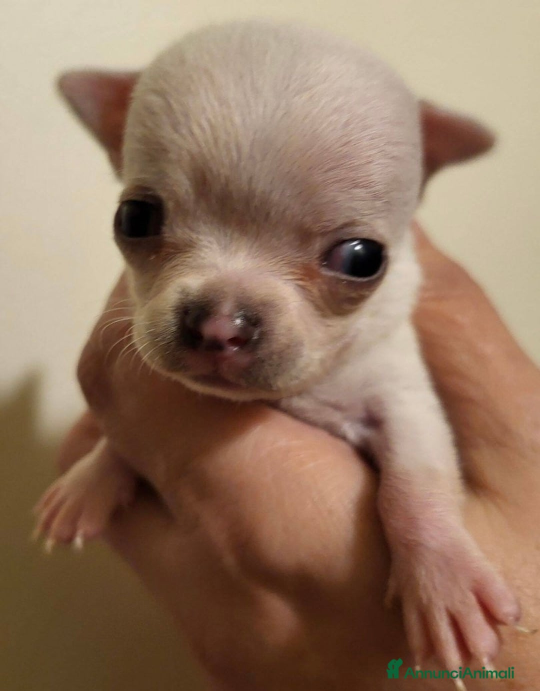 Chihuahua cani in vendita: Extra Mini chiuvava  - Annuncio 4