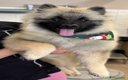 Wolfspitz cani in vendita: Cuccioli Wolfspitz/Keeshond a Provincia di Como - Immagine 7
