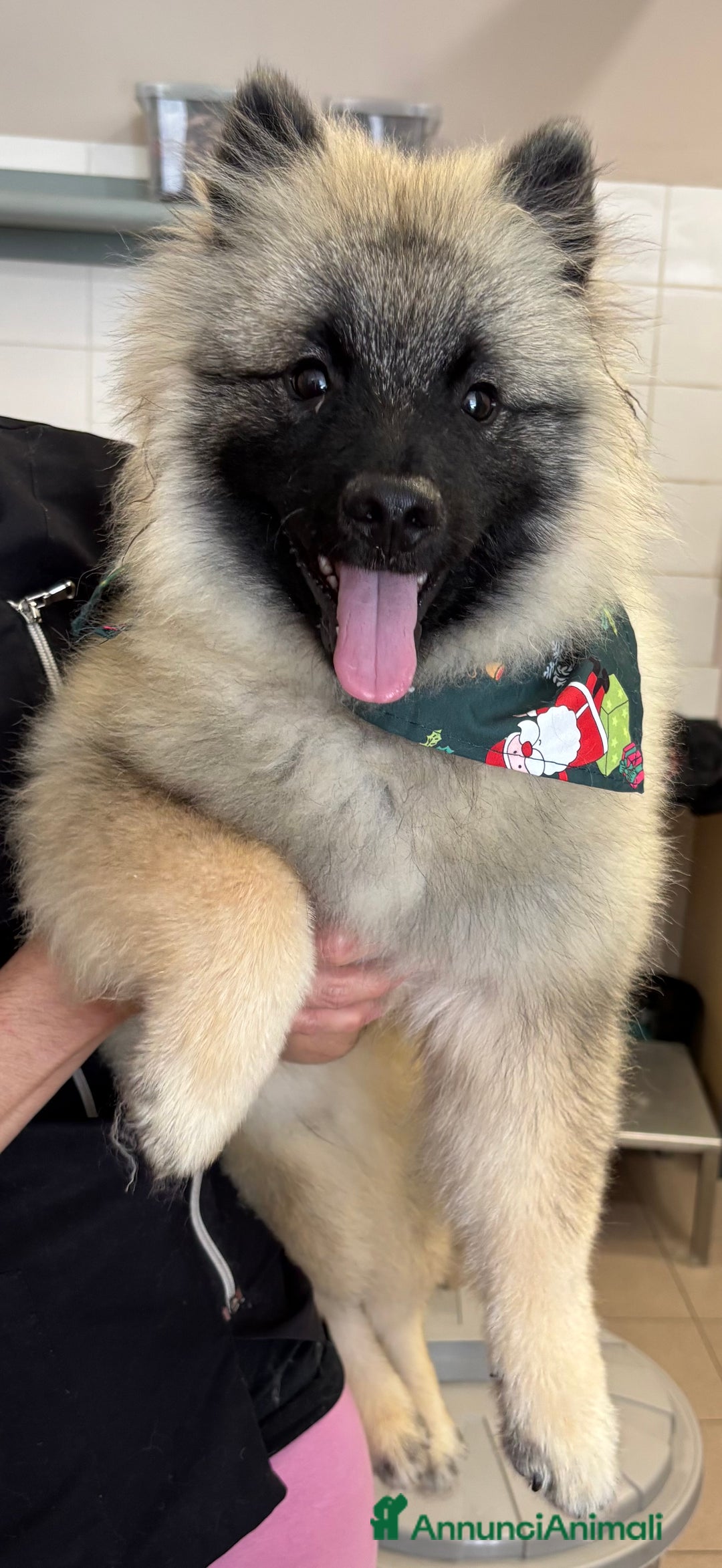 Wolfspitz cani in vendita: Cuccioli Wolfspitz/Keeshond a Provincia di Como - Immagine 7