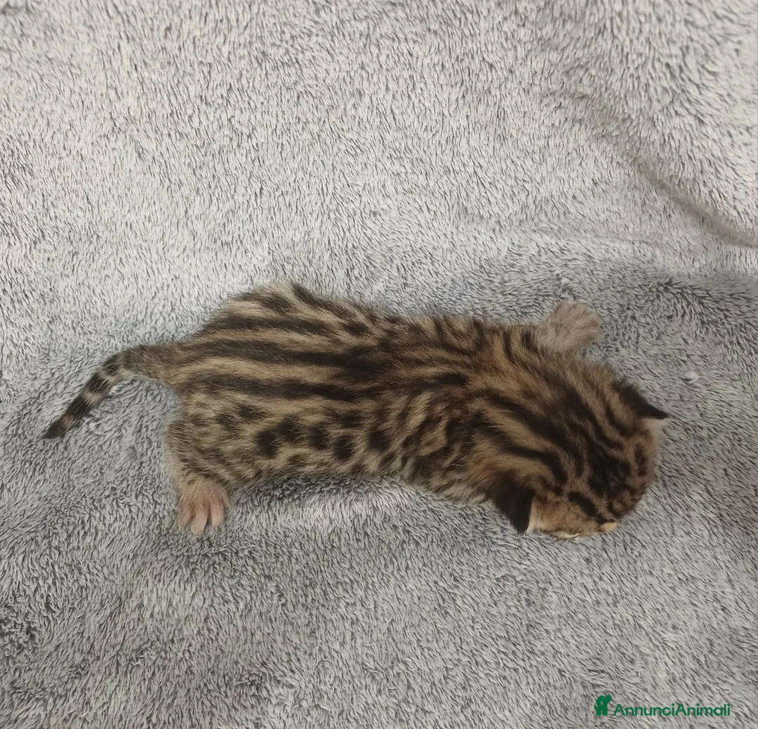 Bengala gatti in vendita: Gatto del bengala  - Annuncio 5