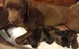 Labrador cani in vendita: Labrador  a Città metropolitana di Milano - Immagine 3