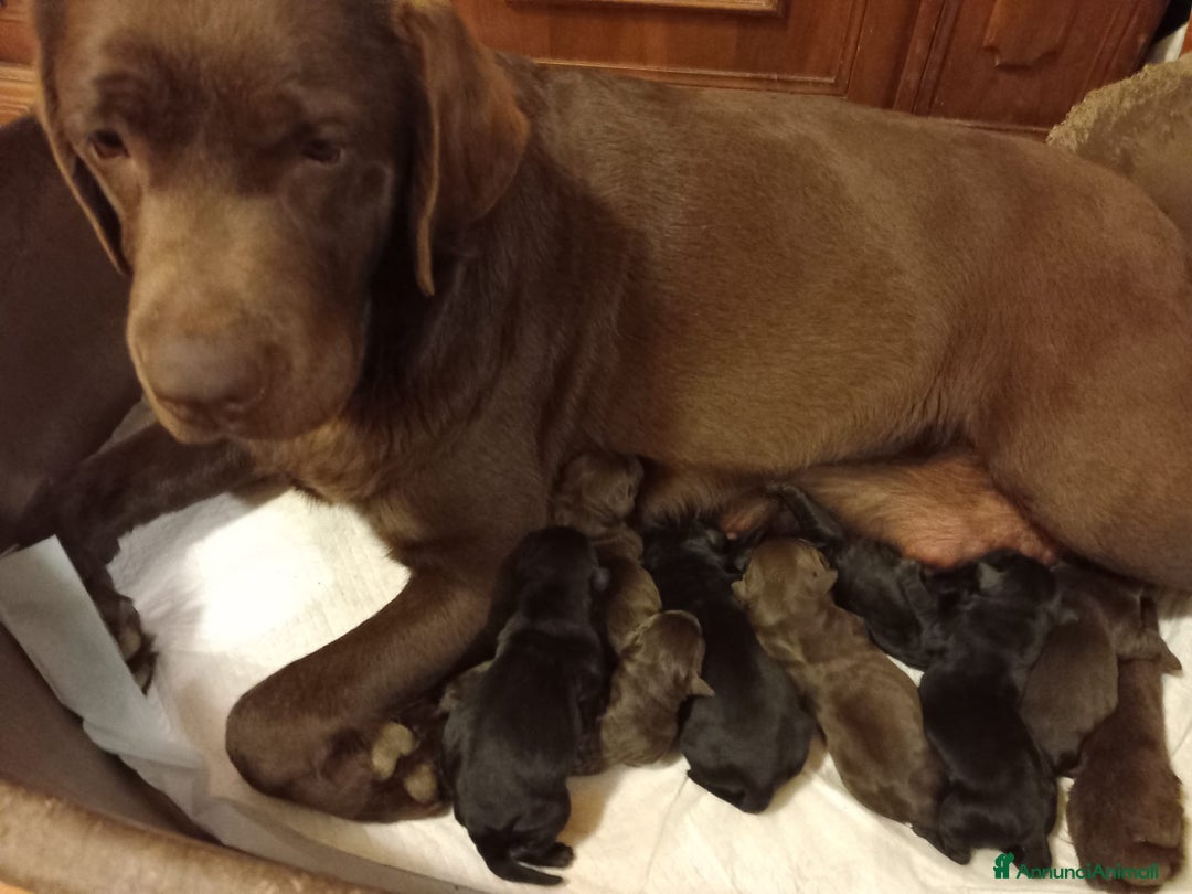 Labrador cani in vendita: Labrador  a Città metropolitana di Milano - Immagine 3