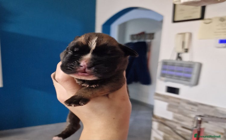 Boxer cani - Annuncio 1