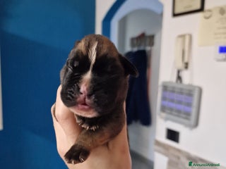 Boxer cani Cuccioli Boxer del Principe di Tavi - Annuncio 23