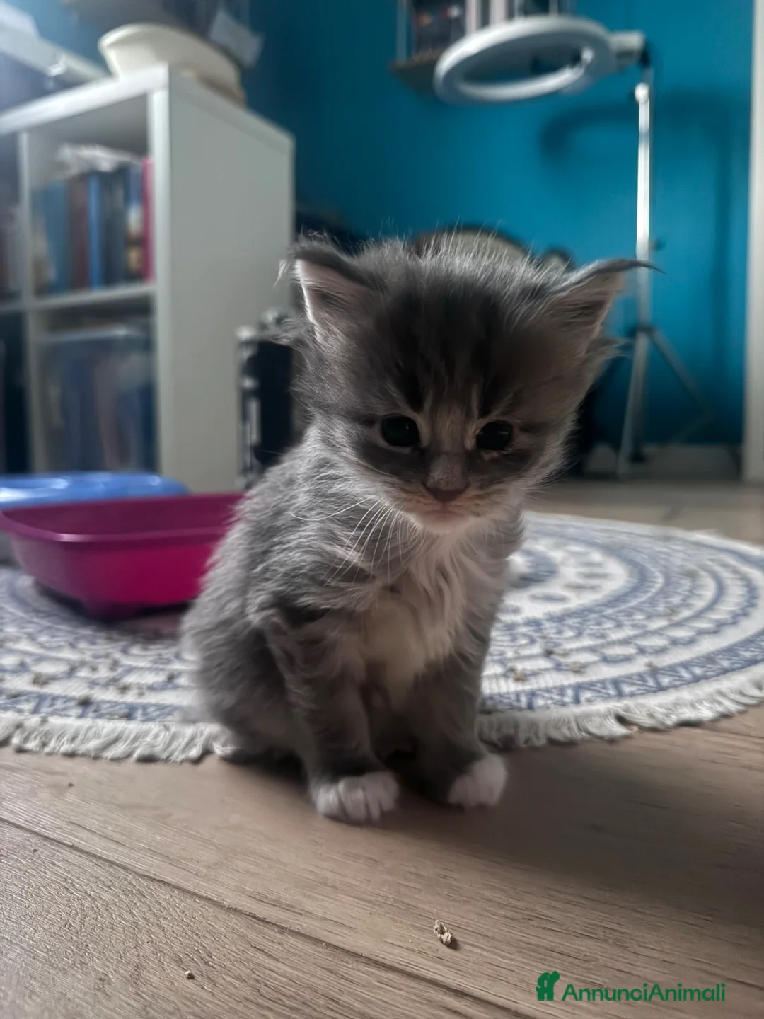 Maine Coon gatti in vendita: Cucciola di Maine coon - Annuncio 2