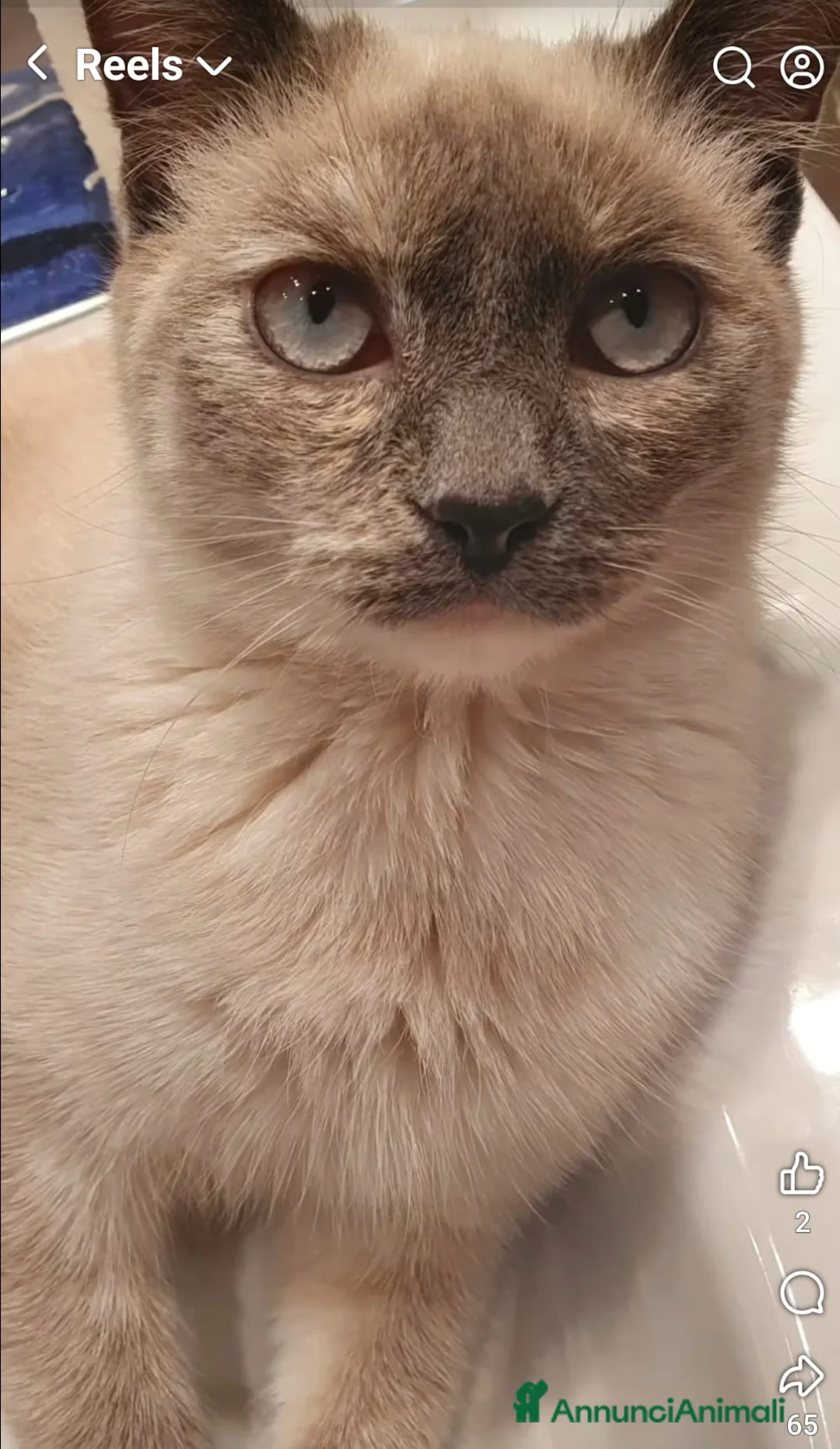 Meticcio gatti in regalo: Sky e Mowgli  - Annuncio 1