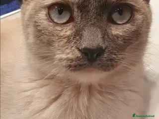 Meticcio gatti Sky e Mowgli - Annuncio 1