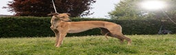 Whippet cani in vendita: Cuccioli di whippet  - Annuncio 10